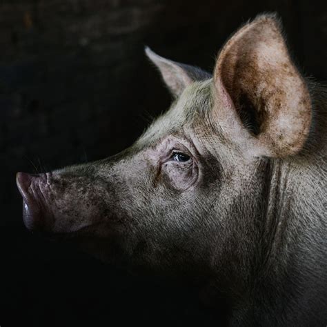 Kein Tier. So Wild. 2025